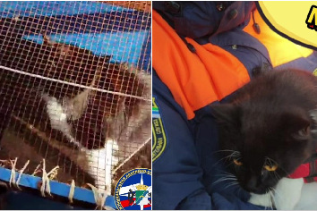 Новосибирские спасатели неделю ловили кота на острове Кораблик