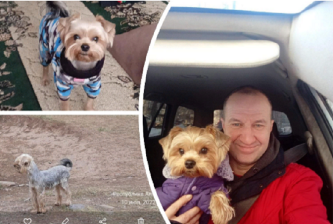 Житель Новосибирска нашел свою собаку по объявлению после ДТП на Алтае