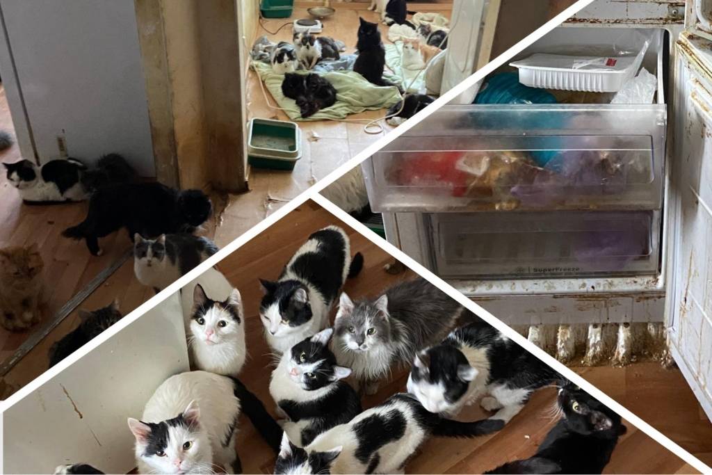 В Новосибирске начался суд из-за 67 кошек в квартире