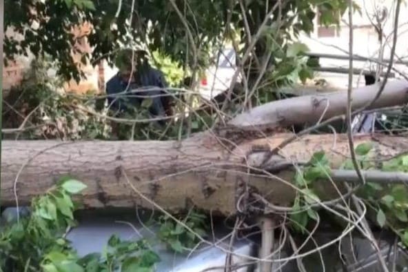 В Новосибирске упавший тополь раздавил припаркованную во дворе иномарку