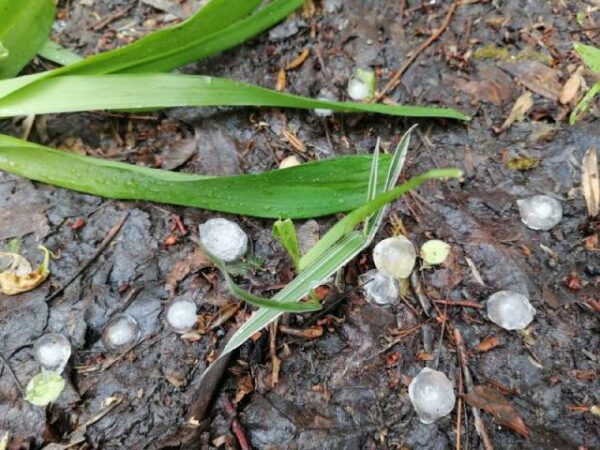 Падали деревья
