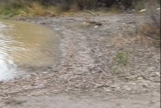 Жители Новосибирска напуганы мутной жидкостью в реке Иня