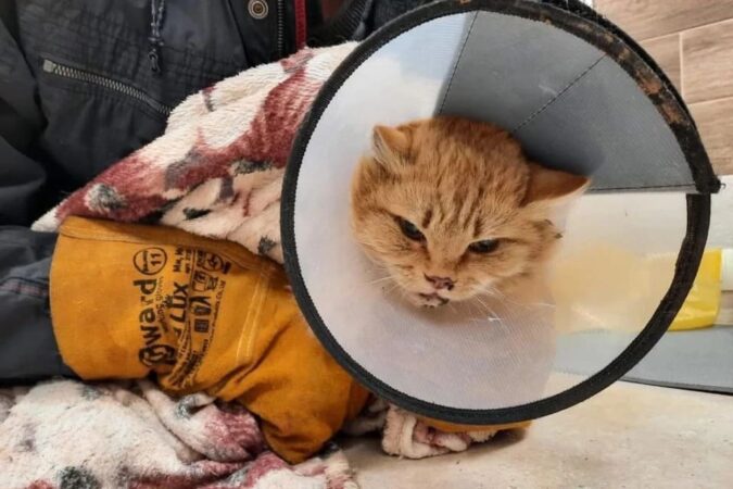 В Новосибирске спасли рыжего кота