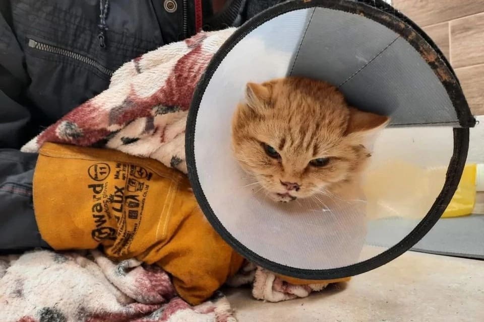 В Новосибирске спасли рыжего кота