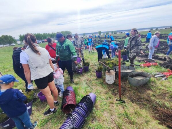 На берегу Обского моря высадили 12 тысяч сосен и елей