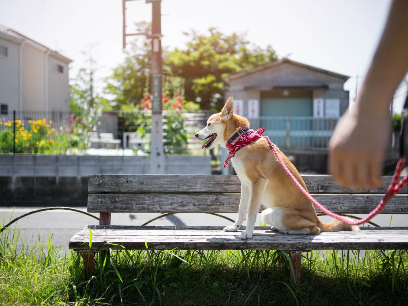В мэрии планируют снести площадку для выгула собак в Октябрьском районе
