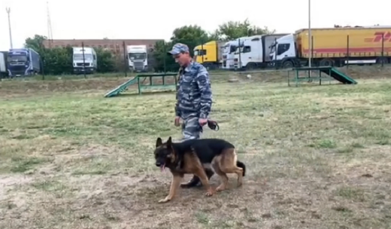 В Новосибирске пес по кличке Алмаз помог задержать автоугонщика