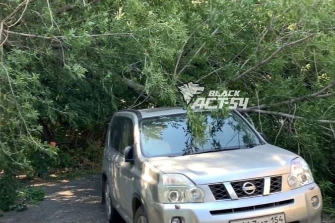 В Новосибирске дерево рухнуло на припаркованный во дворе дома внедорожник