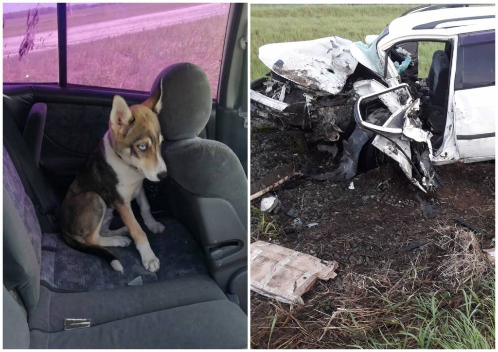 В Новосибирской области собака вернулась на место ДТП