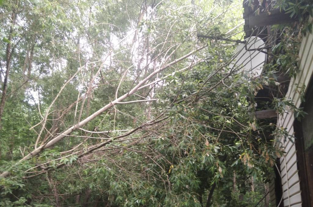 Дерево упало на дом жительницы Новосибирска после сильного ливня с грозой