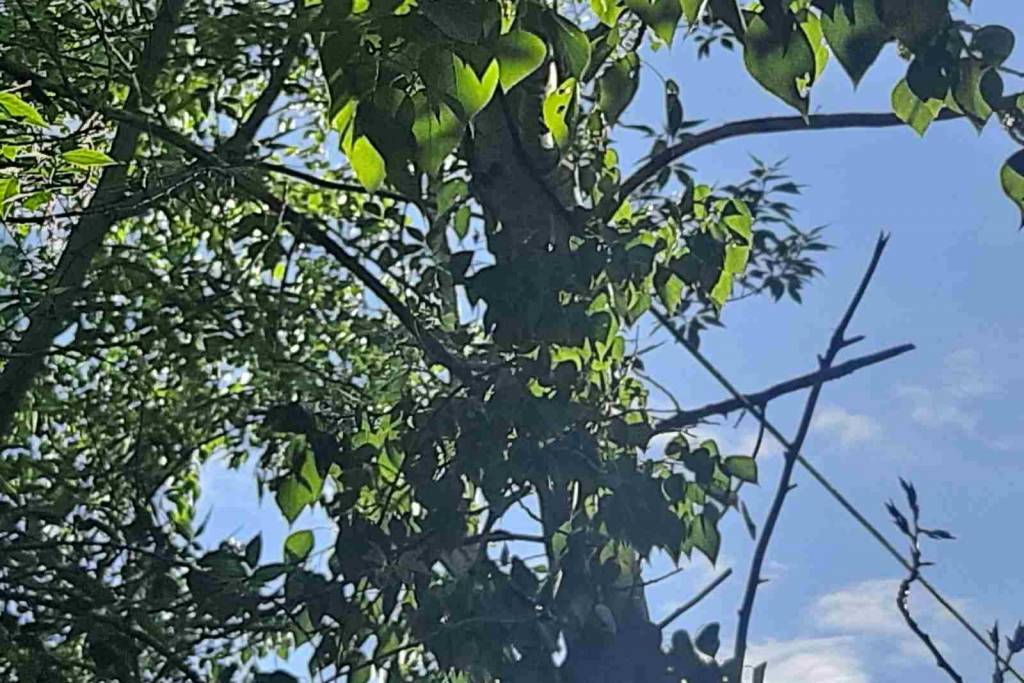 «Это угроза жизни людей»: в Новосибирске дерево повисло на кабеле