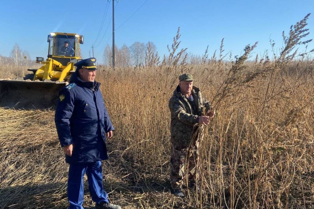 Главу новосибирского сельсовета наказали за гектар конопли