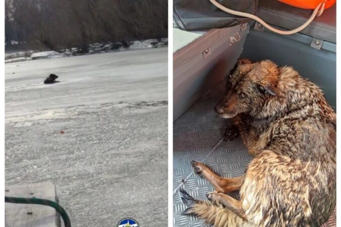 В Новосибирске спасатели вытащили провалившуюся под лёд собаку