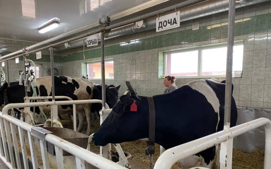 Более 2200 тонн молока: новосибирские коровы обогнали по суточным надоям всех в Сибири и за Уралом