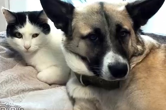 Бойцы Росгвардии спасли собаку в зоне СВО и наши ей новый дом в Новосибирске