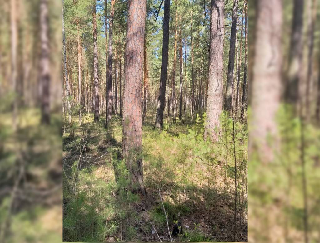 В Новосибирской области за махинации с земельными участками будут судить директора фирмы