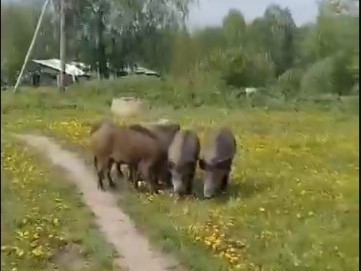 Стая диких кабанов вышла к людям в Новосибирской области