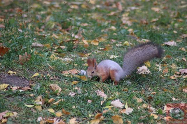 Погода в Новосибирске на завтра – 28 августа