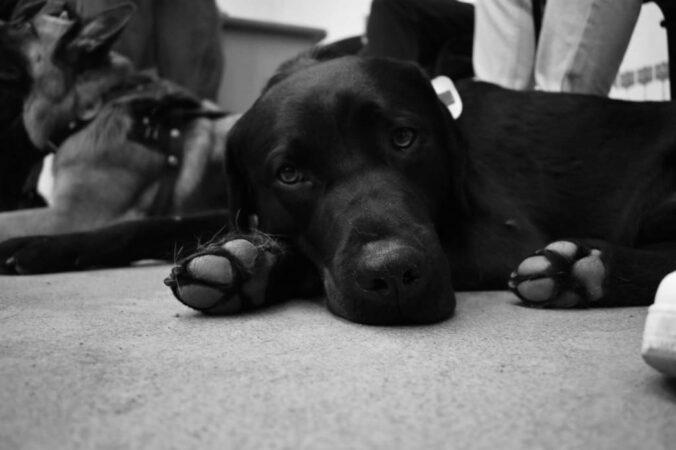 В Новосибирске суд оценил жизнь пса Вайта в 40 тыс. рублей