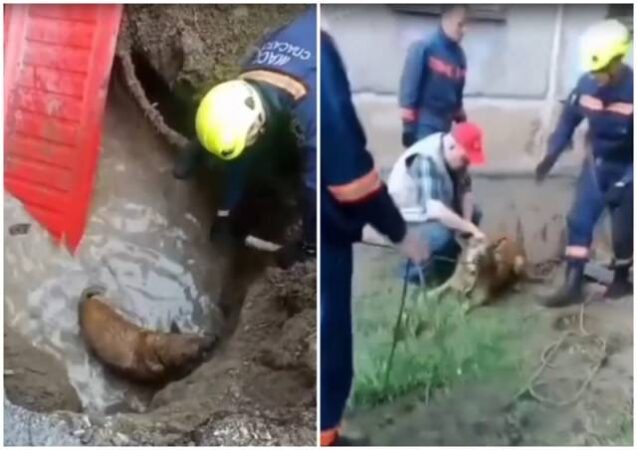 В Новосибирске сотрудники МАСС спасли собаку из ямы с водой