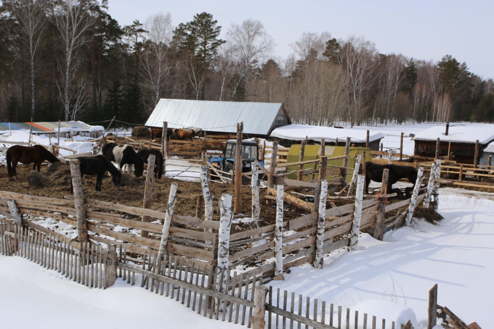 Не продохнуть: жители села Бажинск задыхаются от миазмов - их сосед держит больше ста коров и коз
