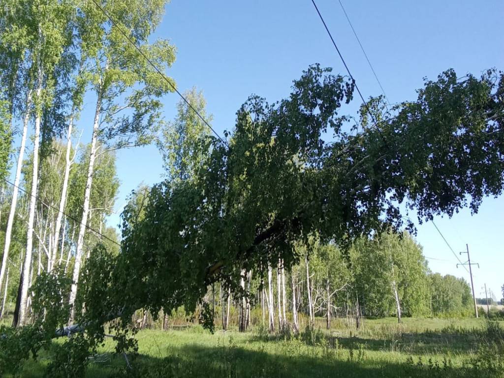 Лесорубы оставили без электричества 6