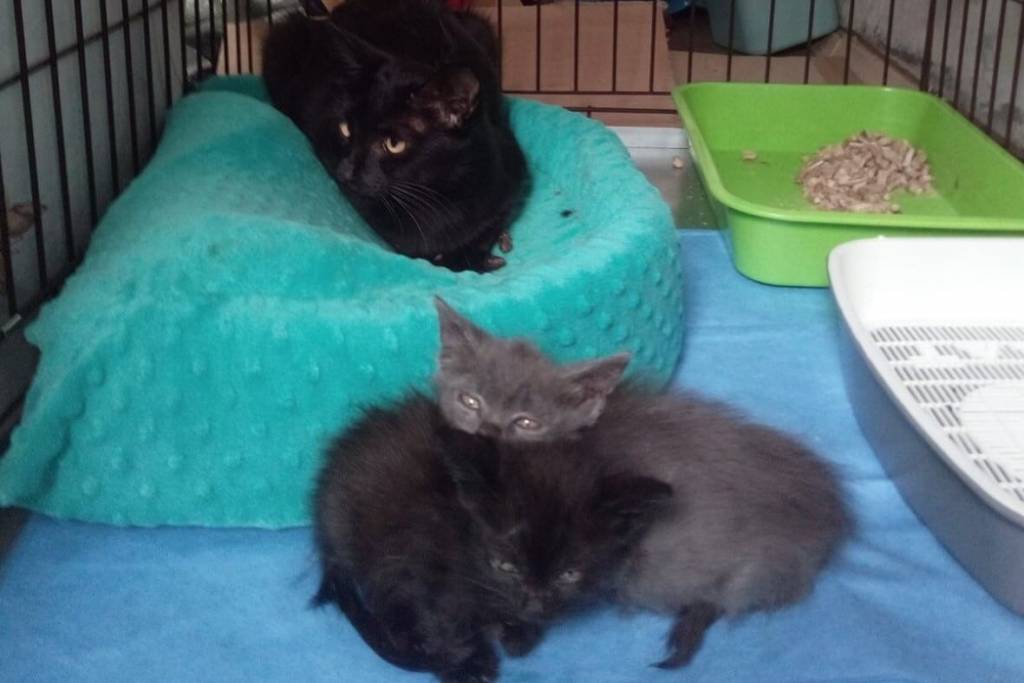 В Новосибирске будут судить жестоко убившего трех кошек мужчину