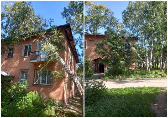 В Новосибирске падающее дерево угрожает жизням жильцов многоквартирного дома