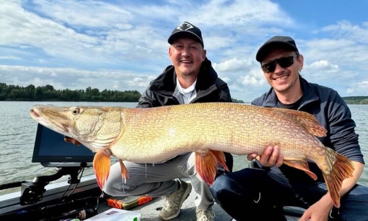 Новосибирские рыбаки поймали огромную щуку