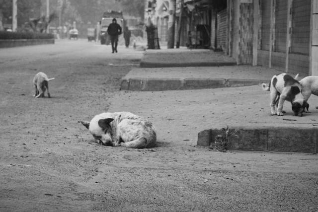 В Новосибирске за прошлый год отловили более 660 уличных собак