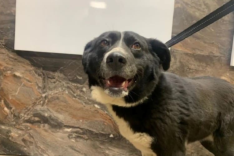 Под Новосибирском 40 кошек и 3 собаки погибли при пожаре в приюте