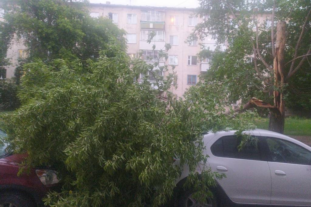На левом берегу Новосибирска дерево упало на припаркованные автомобили