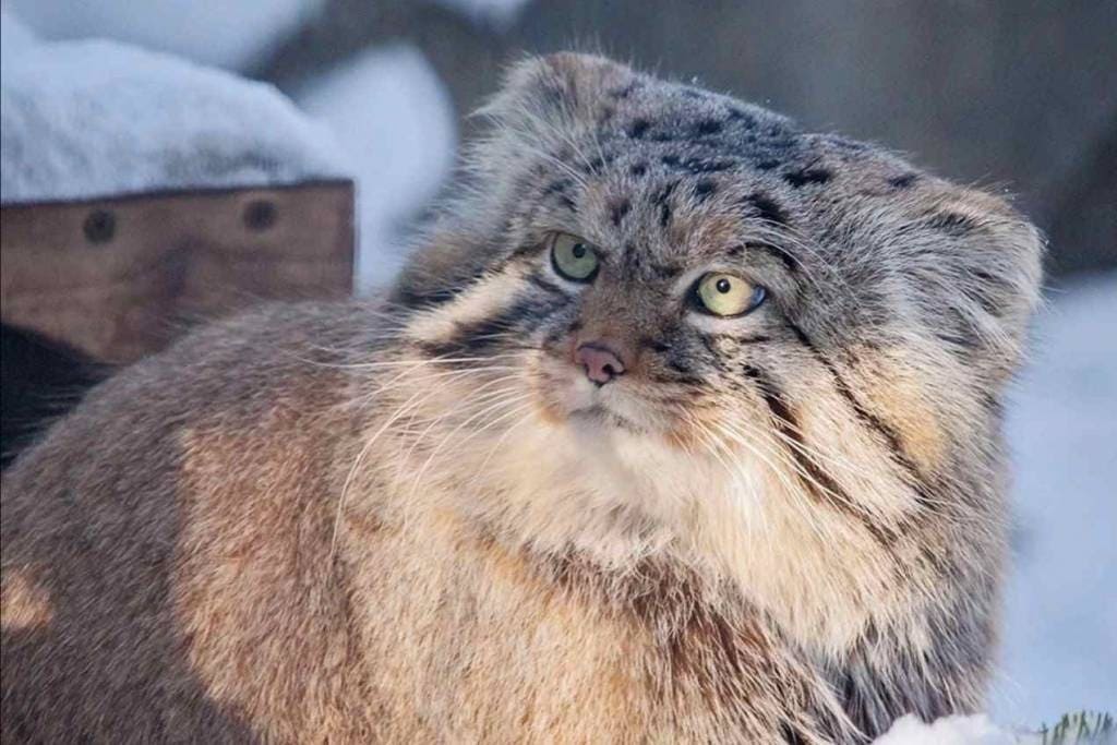 Новосибирский зоопарк сократил время работы из-за ранних сумерек