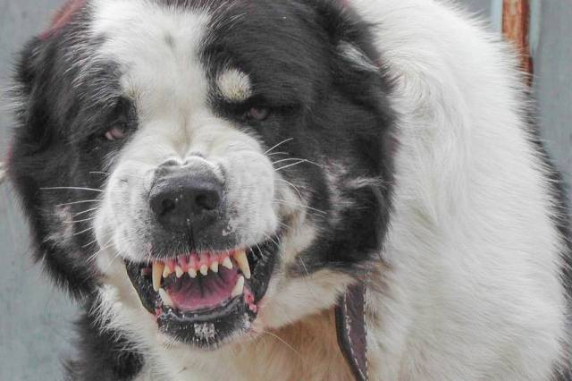 В Новосибирске пострадавший от укусов собаки мальчик получит 45 тысяч от ее хозяев