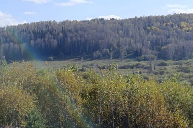 Погода в Новосибирске на завтра – 29 сентября