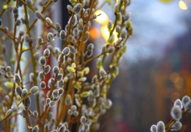 Вербное воскресенье-2023: история и традиции праздника