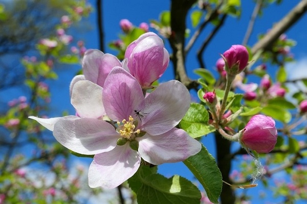 Прогноз погоды на май 2023 года в Новосибирске