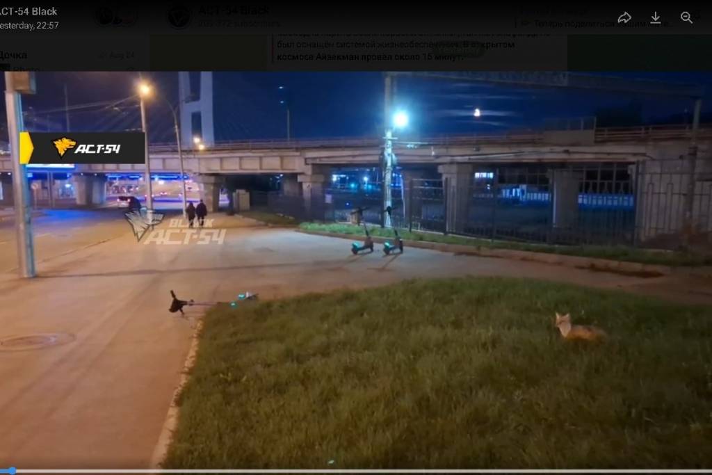 В Новосибирске на Красном проспекте заметили лису