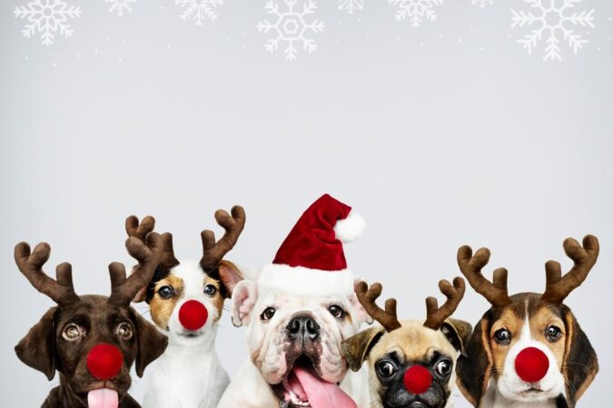 Новосибирские ветеринары дали советы по безопасности питомцев