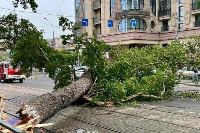 В центре Новосибирска огромный тополь упал на автомобиль