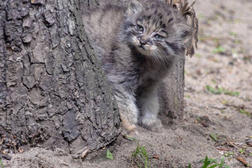 Новосибирцам показали