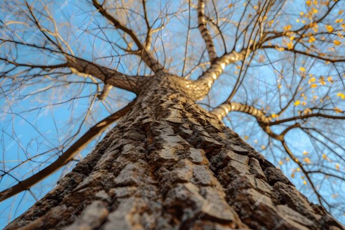 В Бердске женщина засудила чиновника за упавшее ей на голову дерево