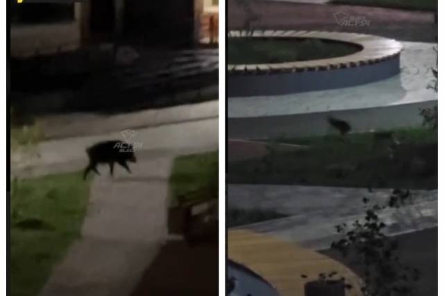 Кабан и заяц играли на детской площадке  в Новосибирске