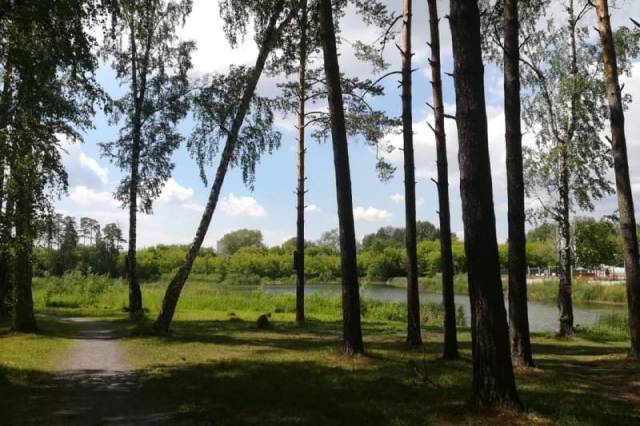 В Новосибирске благоустроят 100 гектаров Соснового бора