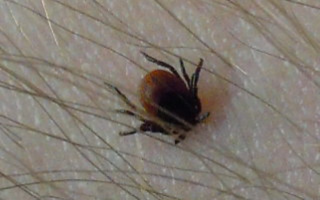 Кровососы наступают: почти 13 тысяч новосибирцев обратились за помощью после укусов клещами