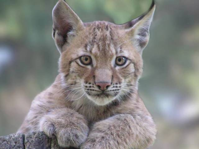 В Новосибирском зоопарке сегодня отмечают День рыси