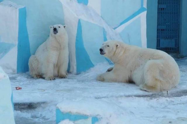В Новосибирском зоопарке у Кая и Герды родились двое медвежат