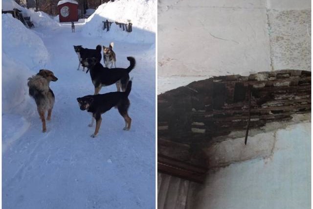 В Новосибирске мучившую собак пенсионерку-живодерку признали невменяемой