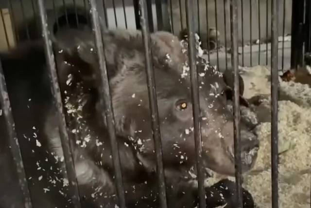 В Новосибирске создадут реабилитационный центр для диких животных после скандала с ужасным содержанием цирковых медведей