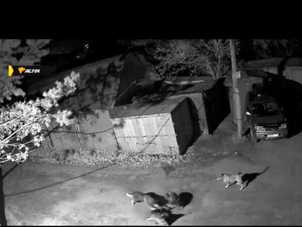 Жителей улицы Автогенная в Новосибирске терроризирует стая собак